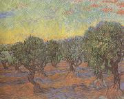 Vincent Van Gogh Olive Grove:Orange Sky (nn04) Spain oil painting reproduction